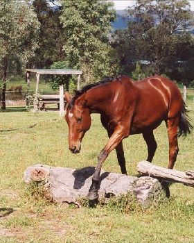 Come on straddle this log.. Good boy!
