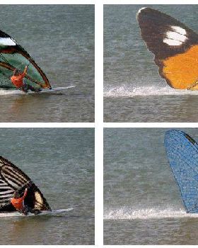 windyflys