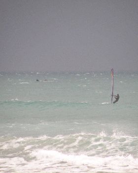 whale in the background