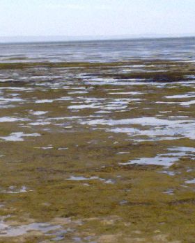 Limestone Reef