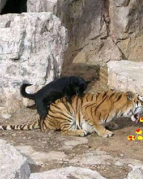 tiger