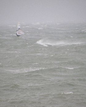 seacliff 4/9/10