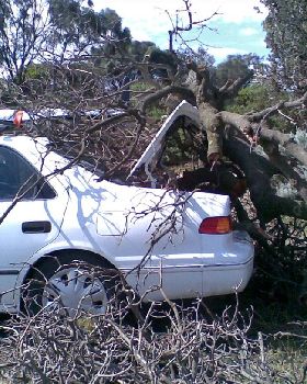 Tree damage