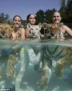 Swimming Tiger Snakes