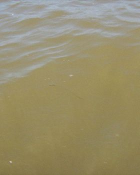 brown 004