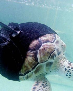 turtle with shark fins 3