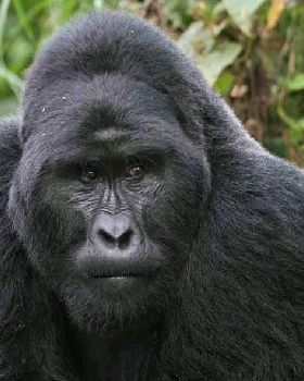 VirungaMountainGorilla