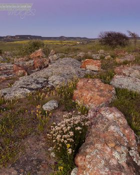 CORRONATION SPRING
