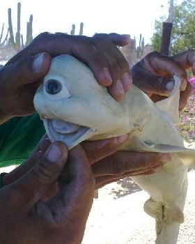 shark