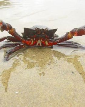 angry-crab--large-msg-113467533365-2