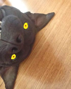hell dog