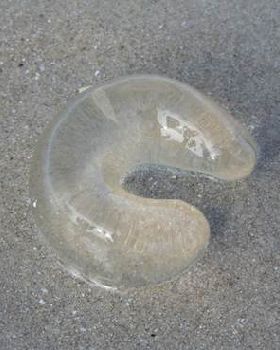 Jelly