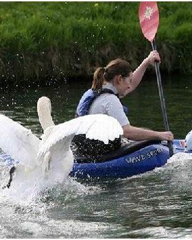 outboard motor