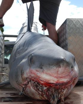 shark1