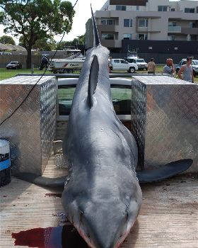 shark2