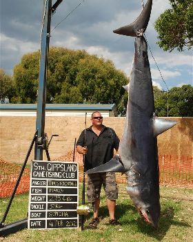 shark4