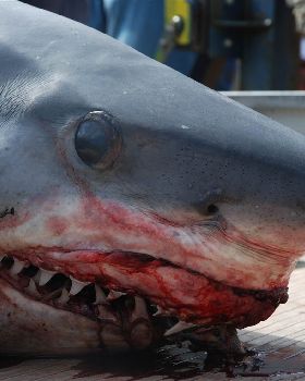 shark5