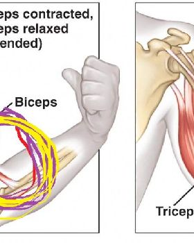Antagonistic-Muscles-pair-bicep-tricep-1024x567