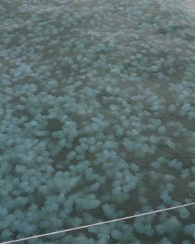 Jelly Blubbers by the millions