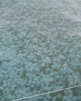 Jelly Blubbers by the millions