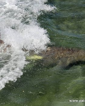 requin baleine