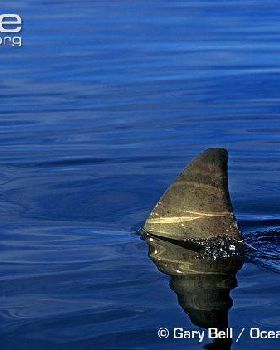 Great-white-shark-dorsal-fin-breaking-surface[2]