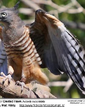 crested hawk