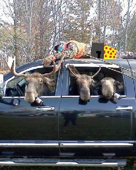 mooses