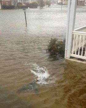 Shark in front yard
