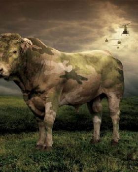 where is the cow?