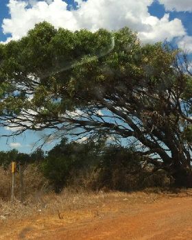 This image captures the consistancy and power of the wind in WA