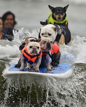 5 Four Legged Surfers