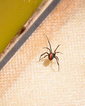 redback