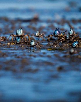 Sony NEX-6 Test     Winter Shearwater