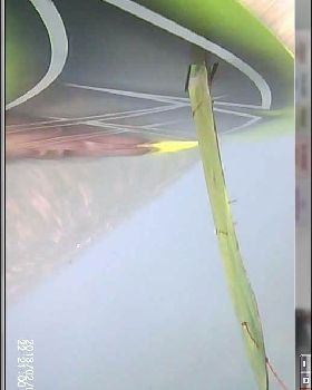 fin under water