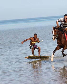 kite horse