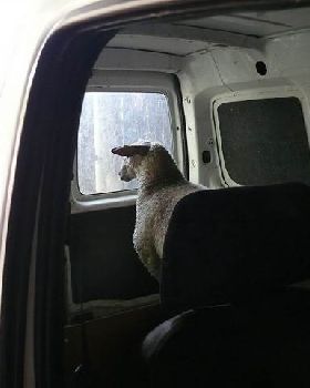 sheep