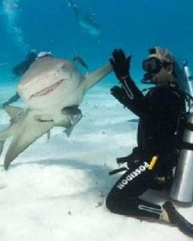 shark-high-five