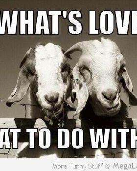 goats