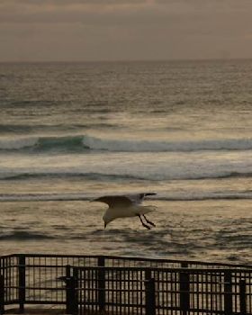 Long Wave Weekend