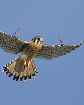american-kestrel-8179-alula-ron-dudley