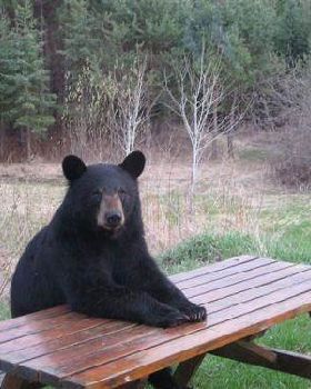 Big Bad Bear