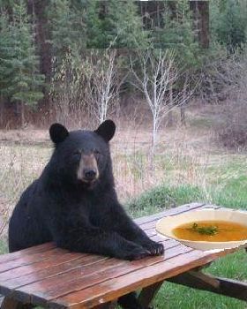 Bear