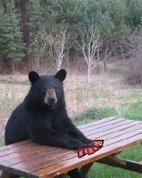 bear
