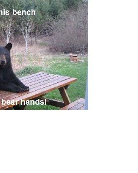 Bear 1