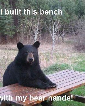 Bear 1