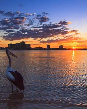 cotton tree