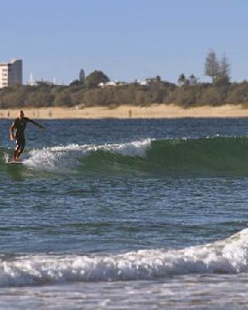 cotton tree