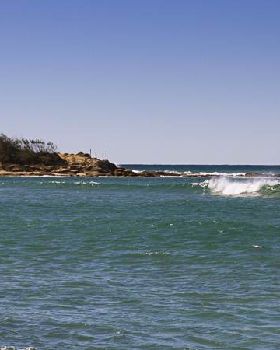 cotton tree