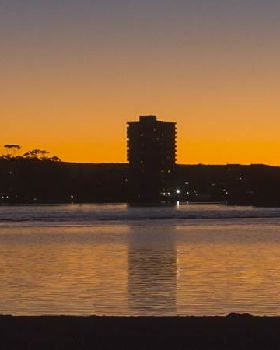 cotton tree